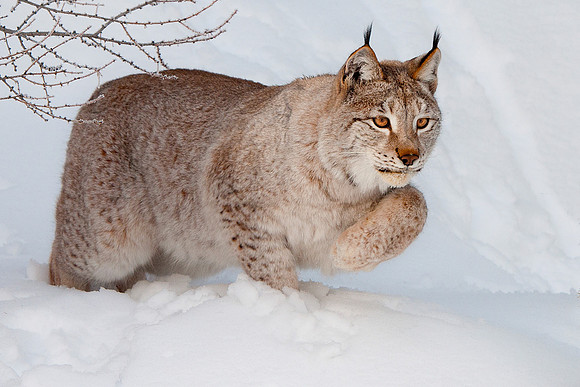 Lynx, CA