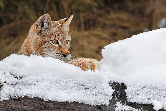 Lynx, CA