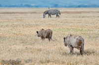 A young lioness and lion attempting to hunt a very pregnant Zebra.