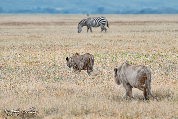 A young lioness and lion attempting to hunt a very pregnant Zebra.