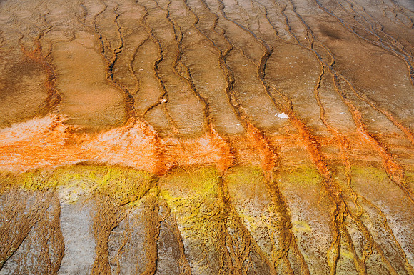 Bacterial Mat at Grand Prismatic Spring, Yellowstone National Park