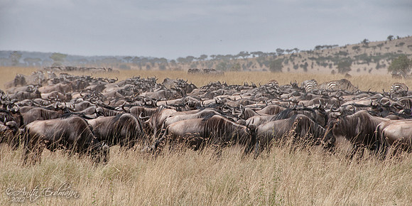The Wildebeest Migration through the Serengeti.