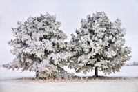 Hoare Frost, Alberta