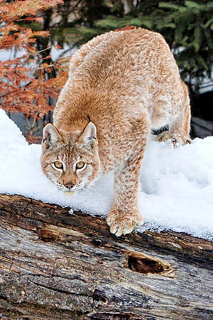 Lynx, CA