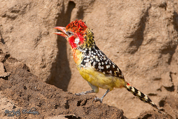 Barbet