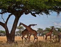Africa Wildlife
