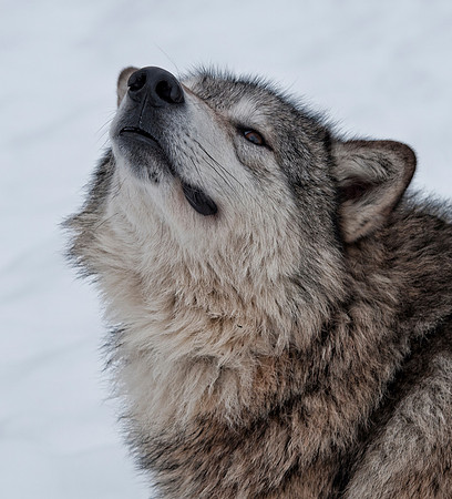 Wolf, CA