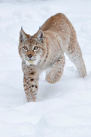 Lynx, CA