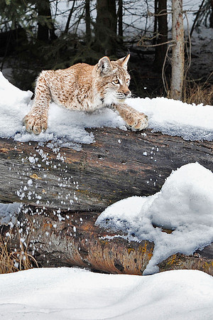 Lynx, CA