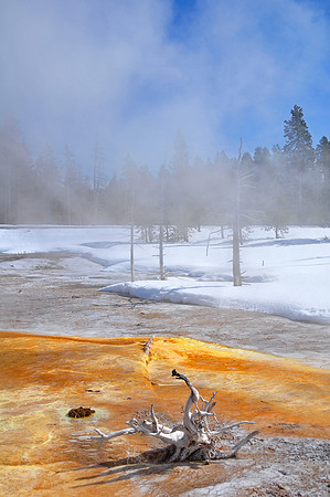 Yellowstone Winter 2010