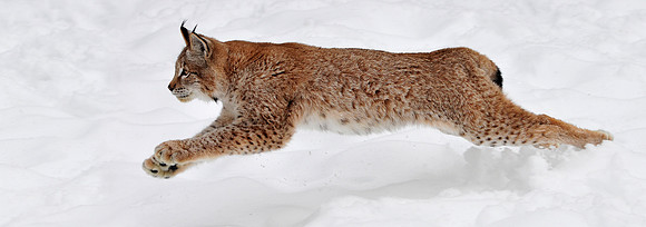 Bobcat Full Stride, CA