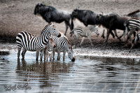 Zebra cautiously drinking at a watering hole, Serengeti Tanzania