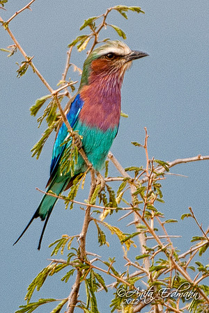 Lilac Breasted Roller