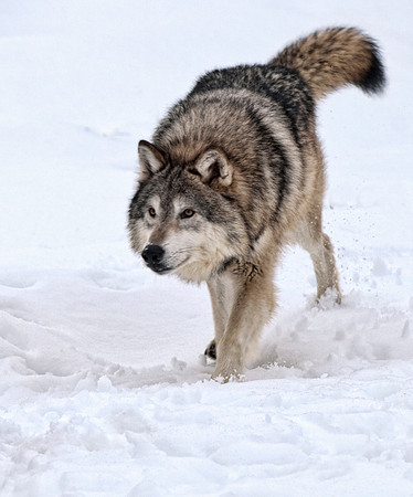 Wolf, CA