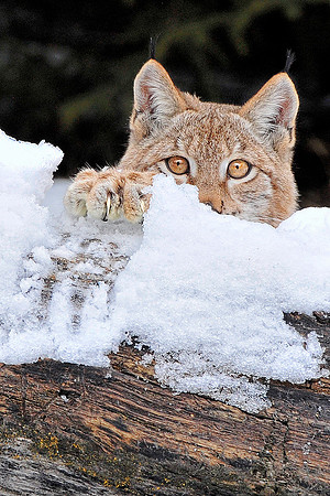 Lynx, CA