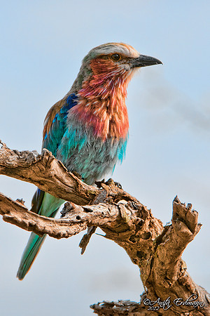 Lilac Breasted Roller, Tanzania Africa
