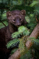 Fisher