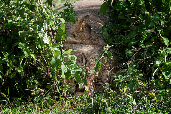 Ndutu lion sleeping
