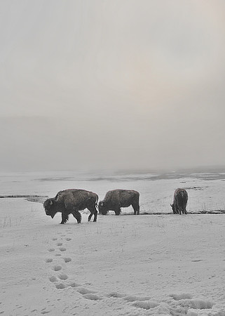 Bison on a Misty Morning in Yellowstone National Park