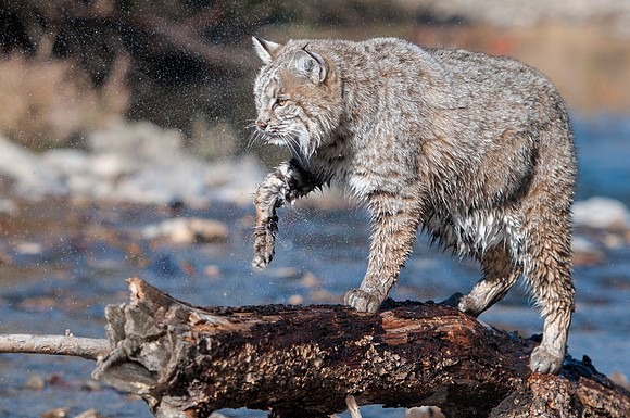 Bobcat, CA