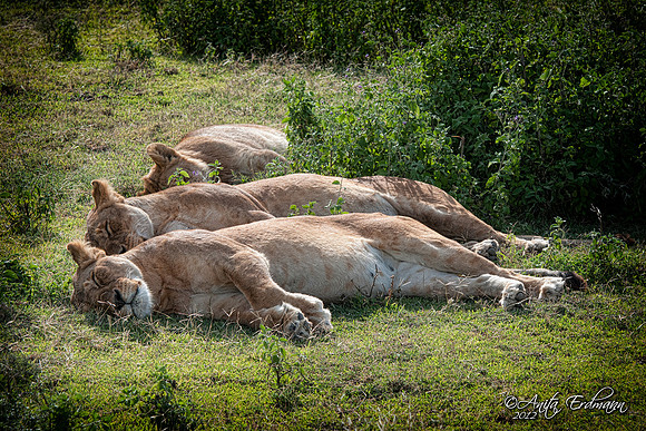 Ndutu lions doing what lions do best....... sleep!