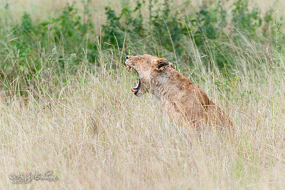 Lioness yawning