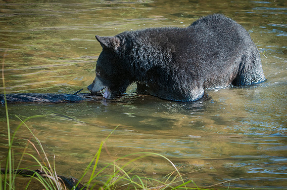 Black Bear