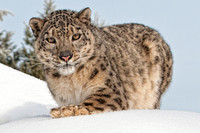 Snow Leopard