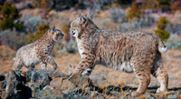 Bobcat, CA
