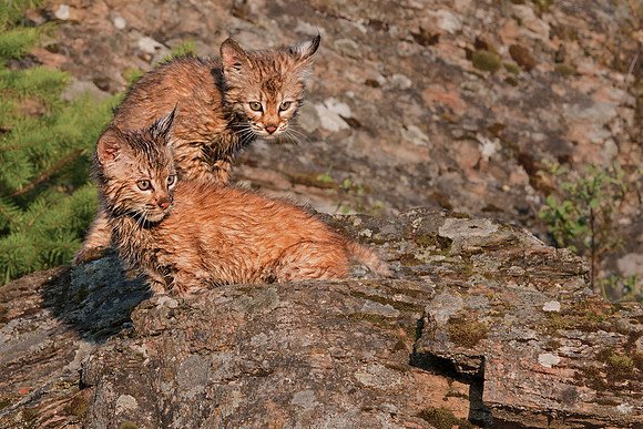 Bobcat, CA