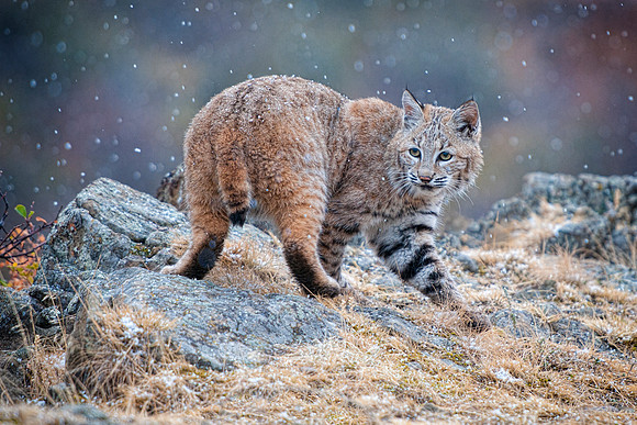 Bobcat, CA
