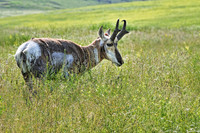 Pronghorn Antelope