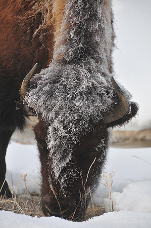 Frosted Bison, Yellowstone National Park