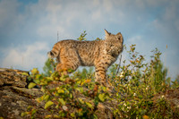 Bobcat, CA