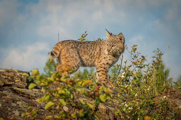 Bobcat, CA