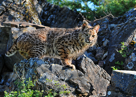 Bobcat, CA