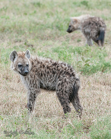 Two young hyenas.