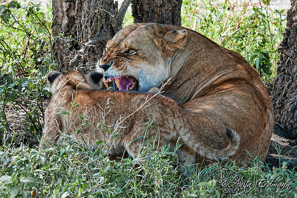 Ndutu Lioness snarling at her cub