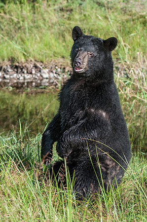 Black Bear