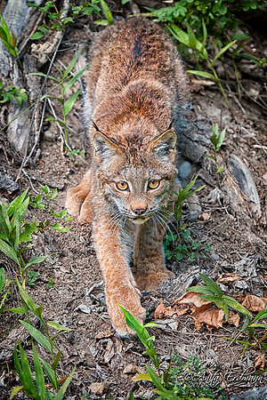 Lynx, CA