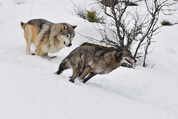 Wolf, CA