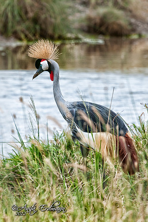 Crowned Crane, Serengeti Tanzania