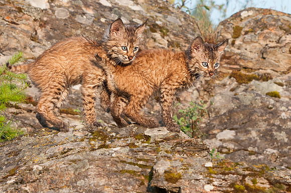 Bobcat, CA