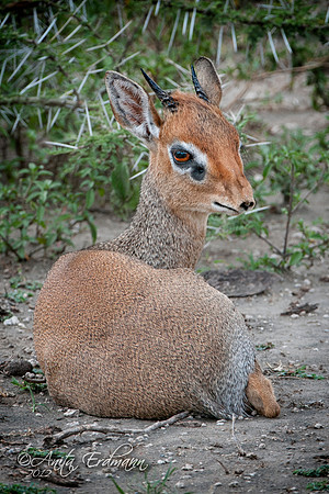 Adult male Dik dik.  Only between 12-16 inches tall and 7-14 pounds at maturity.