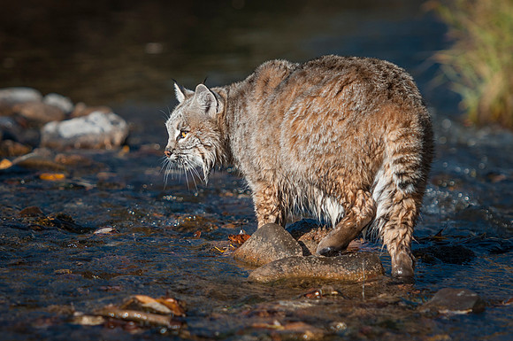 Bobcat, CA
