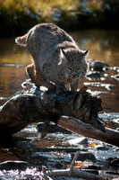 Bobcat