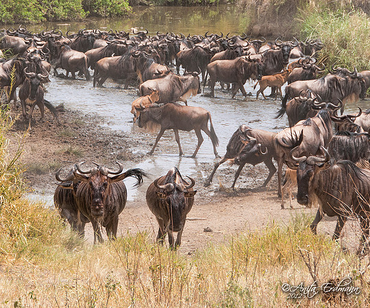 Waterhole chaos