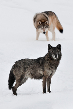 Wolf, CA