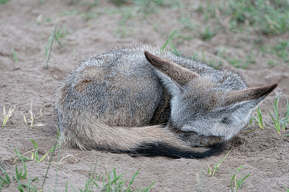 Bat earred fox, Ndutu Tanzania
