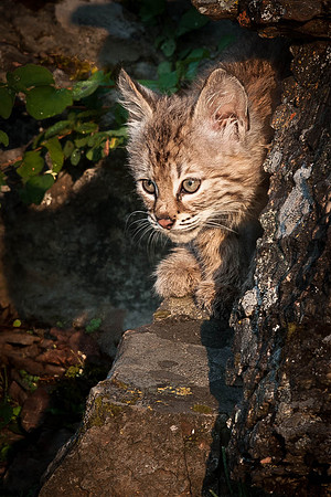 Bobcat, CA